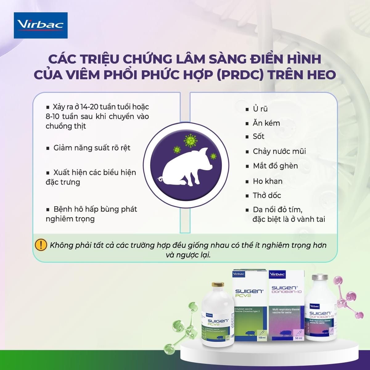 BỆNH HÔ HẤP PHỨC HỢP TRÊN HEO ( PRDC)